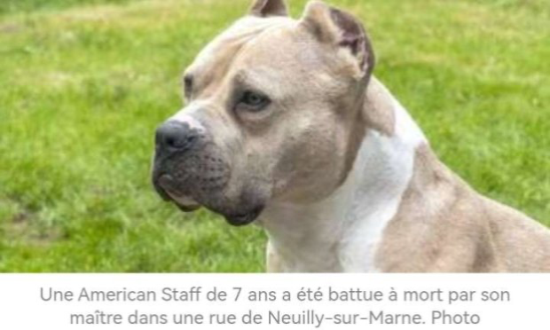 Petition : Justice pour Nala : demandons une peine exemplaire pour son bourreau