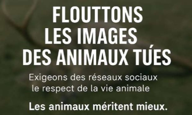 Petition : Floutage automatique des animaux abattus par les chasseurs sur les réseaux sociaux