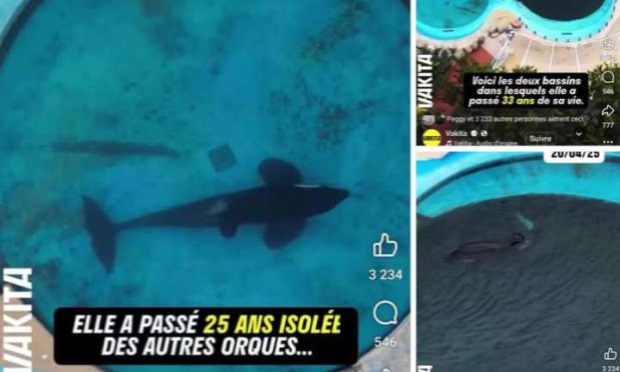Petition : Pétition très urgente les soigneurs et soigneuses demende la réouverture du Marineland nous pouvons pas laisser nos 4000 milles animaux sur leurs sort