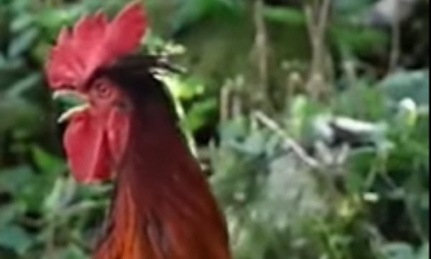 Petition : Urgent : Aidez-nous à garder notre coq Ricco !