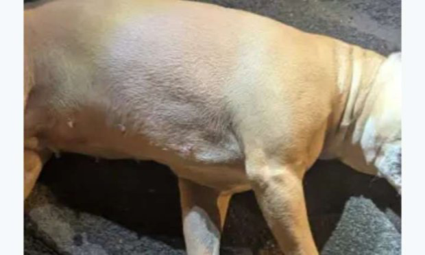 Petition : Justice pour Nala : demandons une peine exemplaire pour son bourreau