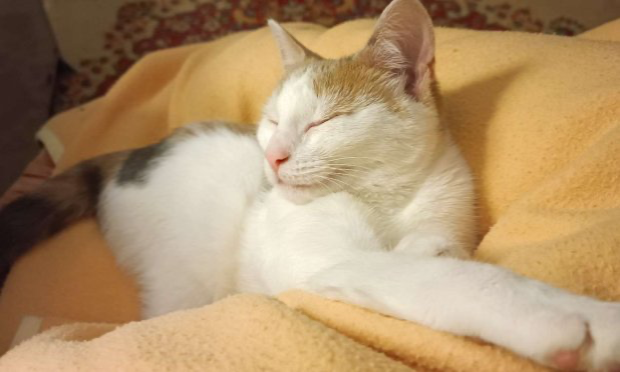 Petition : Halte au massacre des chats errants de Champeaux !