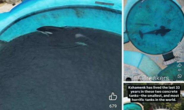 Petition : Petition importante et urgente pour mettre en procès et justice et en prison le directeur du parc marineland Pascal picot car il n à pas respecter la loi  de protection animale ni l interdiction du gouvernement voilà se que le directeur Pascal picot cre