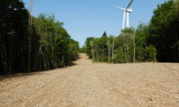 Petition : Halte à la destruction systématique de nos forêts alluviales