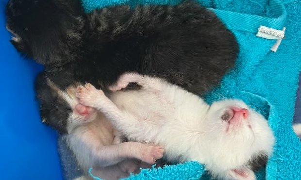 Petition : Aidons l'Association Bastet à mettre fin aux abandons de minettes et de chatons !