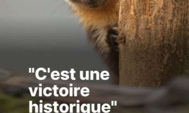 Petition : En marche vers une évolution radicale des droits des animaux en France