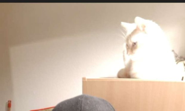 Petition : Requête contre Ethias Assistance Car et Plus pour ramener mon chat !