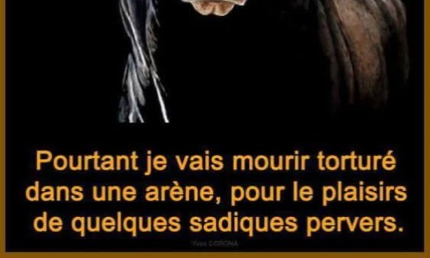 Petition : Pour que les actes de cruauté envers les animaux soient considérés comme un crime