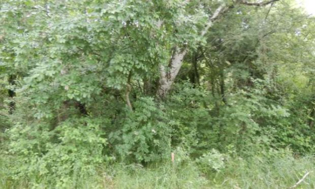 Petition : Halte à la destruction systématique de nos forêts alluviales