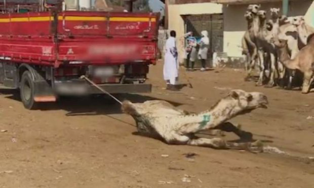 Petition : Pour l’interdiction des abus et un encadrement strict des chevaux, ânes et dromadaires et chameaux en Égypte !