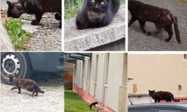 Petition : Pour une prise en charge urgente concernant des chats errants sur Bourg-de-Péage 26300