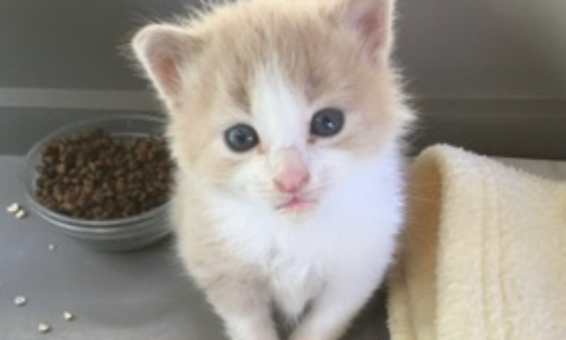 Petition : Aidons l'Association Bastet à mettre fin aux abandons de minettes et de chatons !
