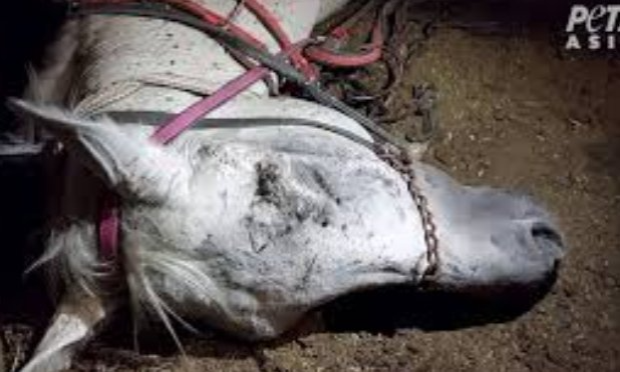 Petition : Pour l’interdiction des abus et un encadrement strict des chevaux, ânes et dromadaires et chameaux en Égypte !