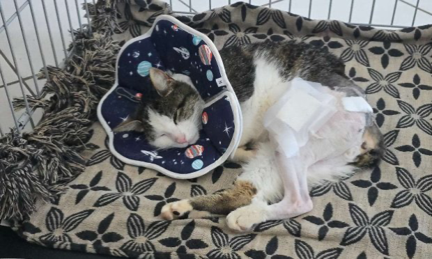 Petition : Justice pour Storm, notre chat blessé par balle