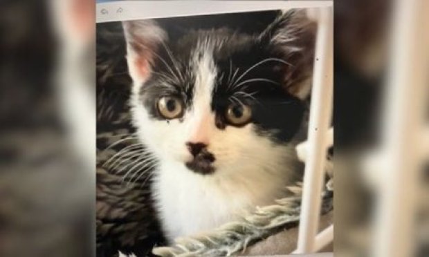 Petition : Aidons l'Association Bastet à mettre fin aux abandons de minettes et de chatons !