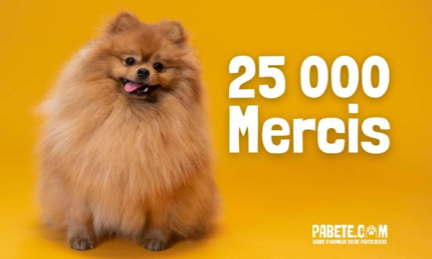 Petition : Des milliers d’animaux abandonnés chaque été : La solidarité peut les sauver