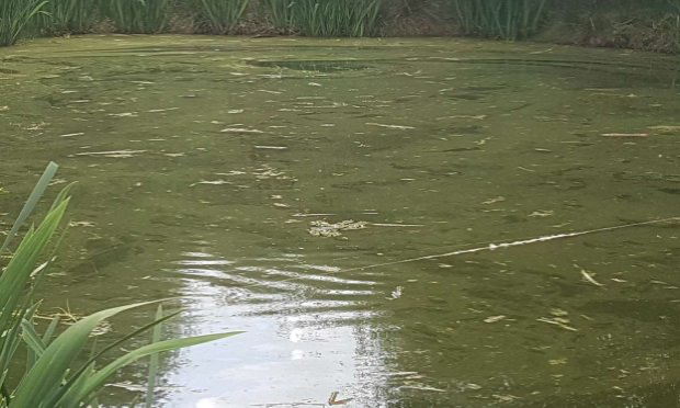 Petition : Décès de ma jument : stoppons la pollution à Noues de Sienne !