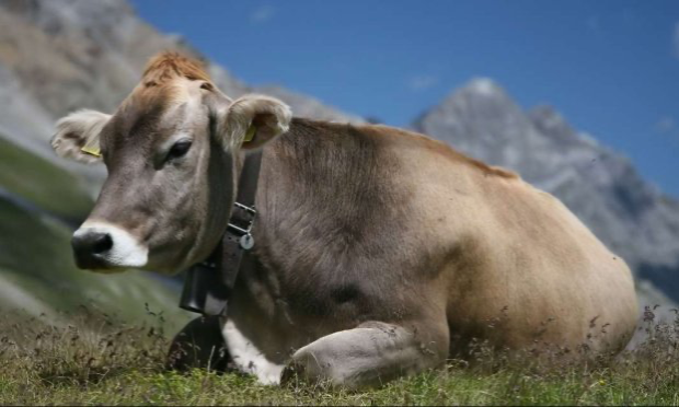 Petition : Urgence contre la barbarie, les abus et la cruauté dans l'abattoir de Meaux