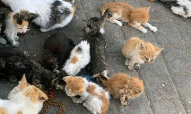 Petition : Casablanca, Maroc, horreur et dégoût : des paquets contenant de la viande de chien et un chien mutilé jetés aux ordures !!