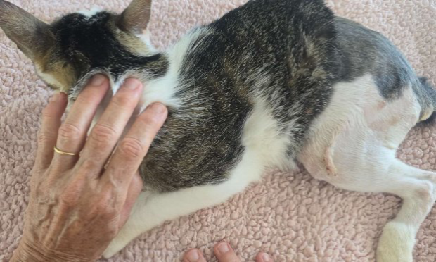 Petition : Justice pour Storm, notre chat blessé par balle