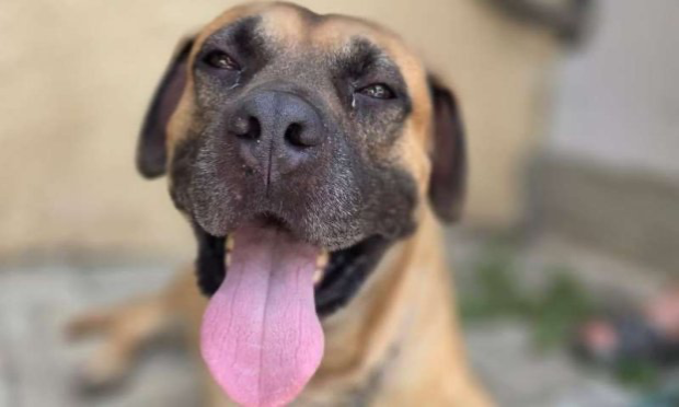 Petition : Justice pour Spike et sauvons Raven !