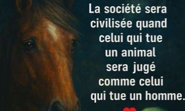 Petition : Pour que les actes de cruauté envers les animaux soient considérés comme un crime