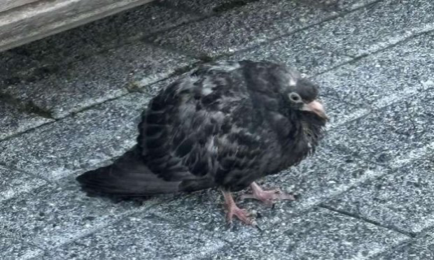 Petition : Pour le droit de vivre, de boire pour les oiseaux dont les pigeons