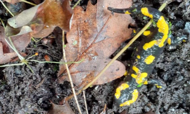 Petition : Sauvons l’habitat de la salamandre à Binche