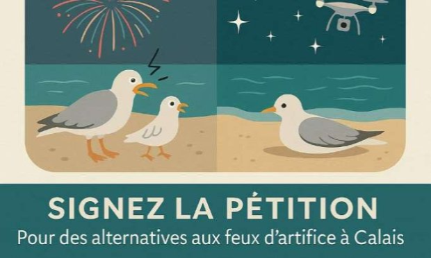 Petition : Pour une fête sans souffrance : stop aux feux d'artifice sur la plage de Calais