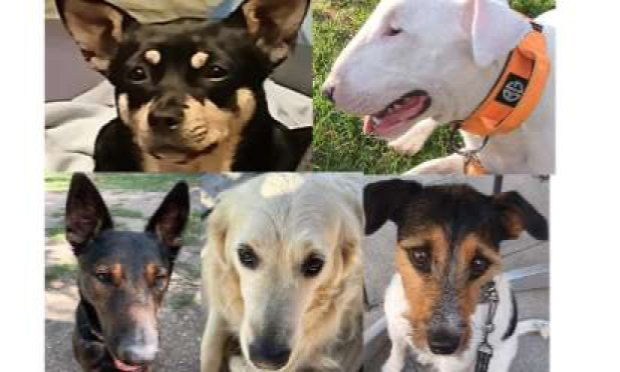 Petition : SOS ! Grenoble interdit ses parcs aux chiens même tenus en laisse !