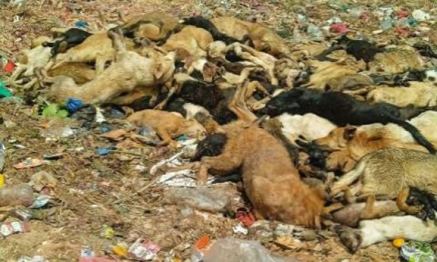 Petition : Urgence pour les chiens et chiots errants innocents en danger mortel au Maroc Sidi Bou Othmane !