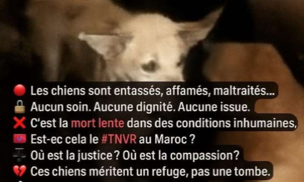 Petition : Agissons pour mettre fin aux souffrances inhumaines infligées aux chiens dans la fourrière de Fès