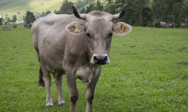 Petition : Urgent : sauvons le boeuf Anton échappé de l’abattoir, il mérite de vivre agissons !
