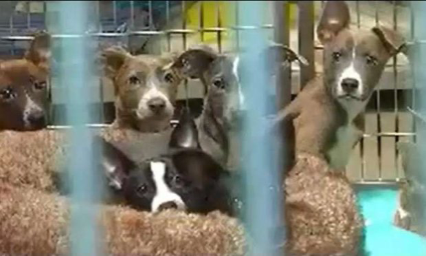 Petition : Aidez-nous à sauver nos bébés ! Help us save our babies !