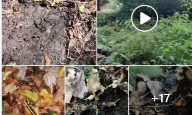 Petition : Sauvons l’habitat de la salamandre à Binche