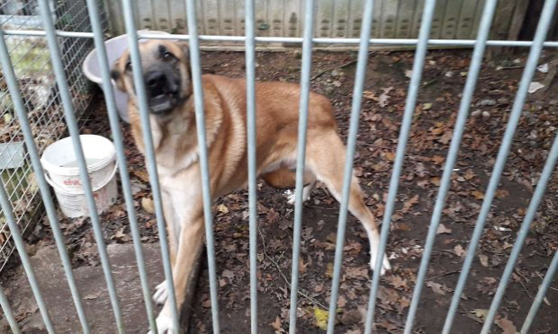Petition : Pour la création d'une loi contre l'enfermement à vie des chiens !