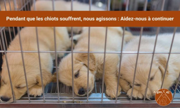 Petition : Mettons fin aux dérives des salons du chiot en France !