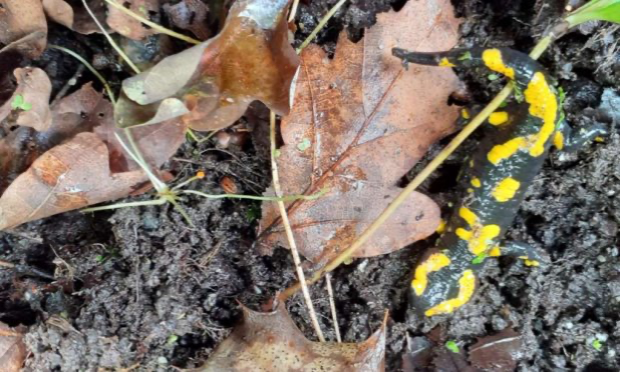 Petition : Sauvons l’habitat de la salamandre à Binche
