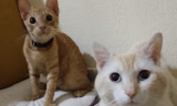 Petition : Requête contre Ethias Assistance Car et Plus pour ramener mon chat !