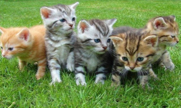 Petition : En marche vers une évolution radicale des droits des animaux en France