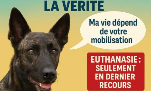 Petition : Pour la libération de Marina Ovsyannikova, journaliste russe, qui a brusquement interrompu le journal télévisé en direct
