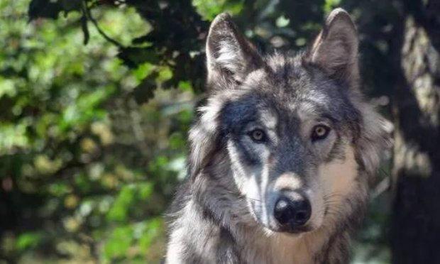 Petition : Stop aux prélèvements imbéciles et les carnages de la chasse