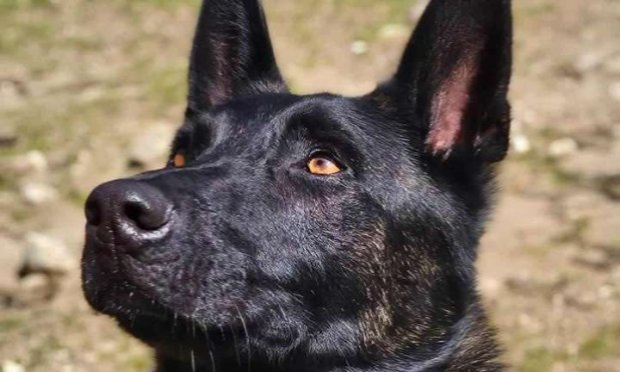 Petition : Sauvons Smoke de l'euthanasie !
