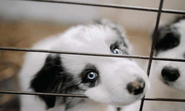 Petition : Mettons fin aux dérives des salons du chiot en France !