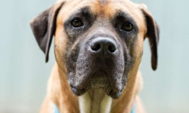 Petition : Justice pour Spike et sauvons Raven !