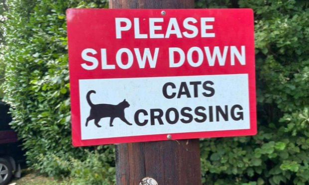 Petition : Halte au massacre des chats errants de Champeaux !