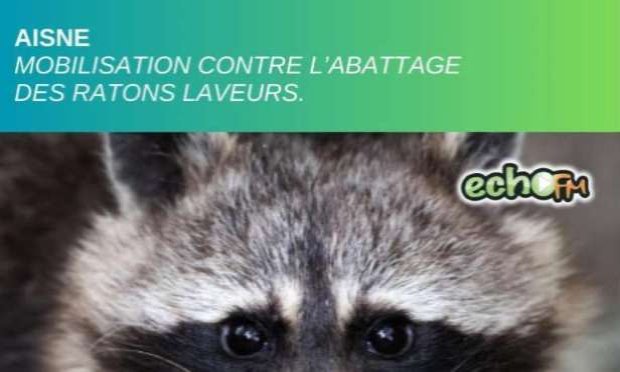 Petition : STOP au massacre des ratons laveurs dans l'Aisne et ailleurs, OUI à la stérilisation !