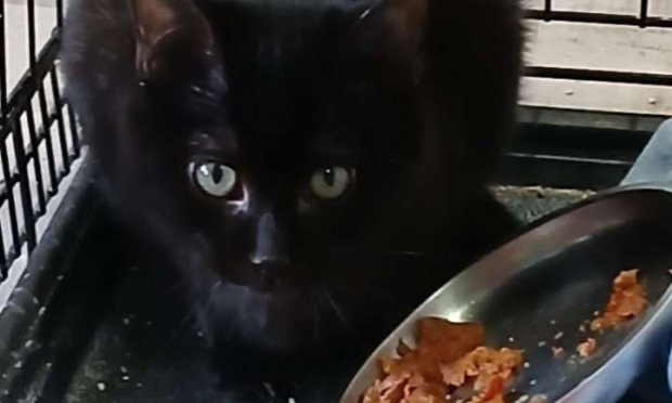 Petition : SOS détresse : l'Arche de Maddy doit sauver ses chats contre la PIF