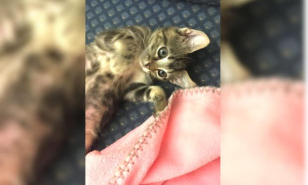 Petition : Il faut sauver la petite association Bastet et sa centaine de chats ! Et le budget de l'État... vraiment ?