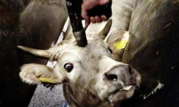 Petition : Pour l'interdiction des abattoirs et la protection animale